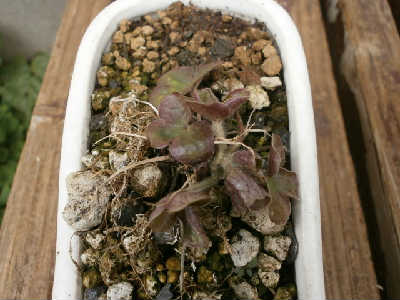 new_P2223267雪割草.jpg