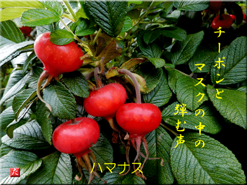 風前の灯(≧ ≦) | 毎日を有意義に過ごそう2 - 楽天ブログ