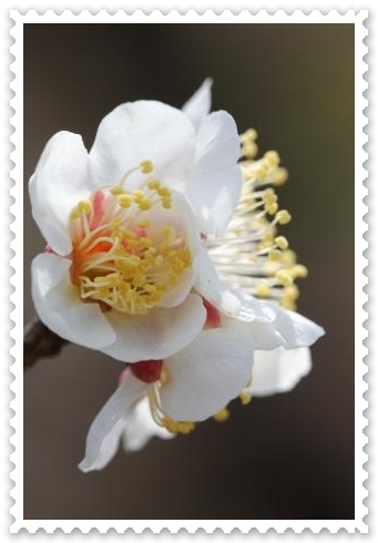 大乗寺丘陵公園-12 白梅 14.3.17