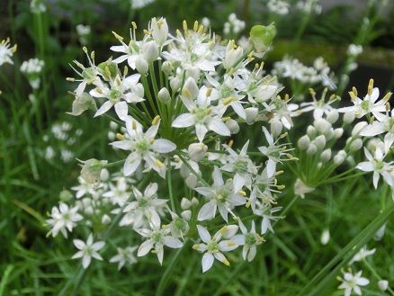 ニラの花 ヒガンバナ科だって ニラの花の天ぷらで０円ランチ 静かな時が流れる 風の庭 楽天ブログ