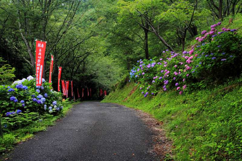 吉野山の紫陽花_03.jpg