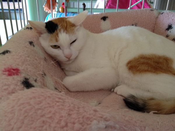 rblog-20140422134333-00.jpg
