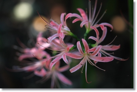 狐山古墳-18 ヒガンバナ-18 13.9.24