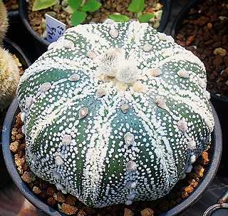 ミラクル兜と兜類の自家産苗ほか | ☆ガマンマの ニク・サボ栽培