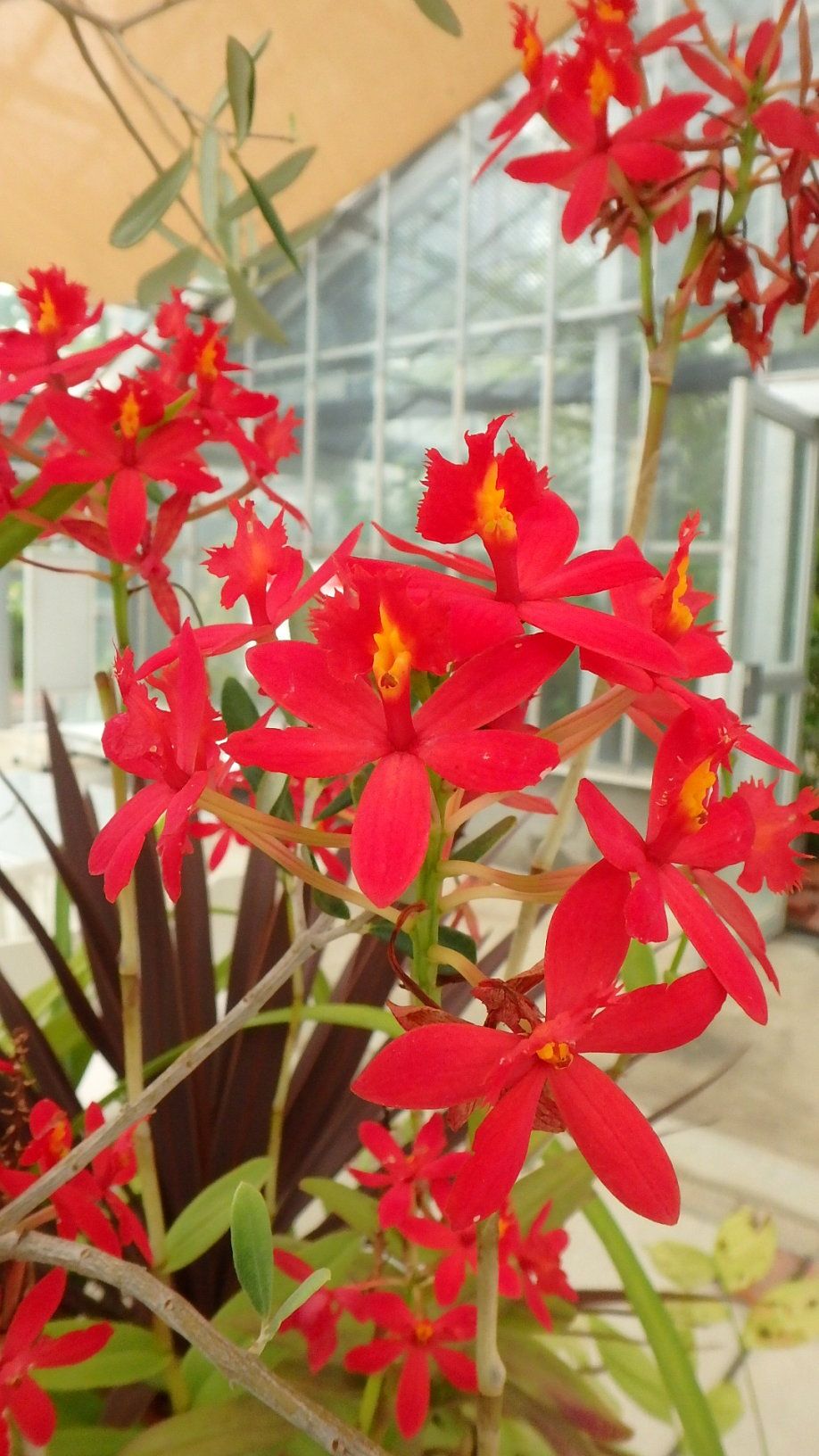温室の花 半田山植物園 楽天版じぶん更新日記 楽天ブログ 温室の花 半田山植物園 楽天版じぶん更新日記 楽天ブログ
