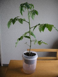 20120703-11.JPG