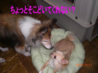 キャン＆ぴっぴ