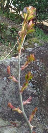 サマーソング　芽吹き　３月１１日.jpg