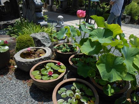 花の寺　本勝寺