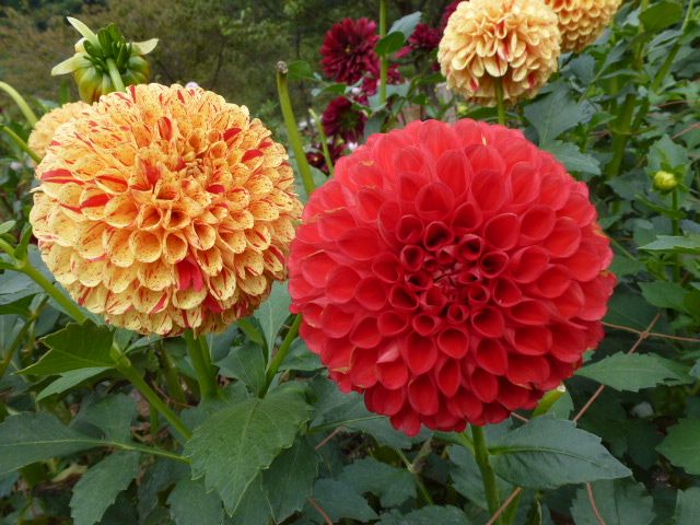 埼玉県秩父 おがのダリア園へ行った続きです 私の好きな花 楽天ブログ