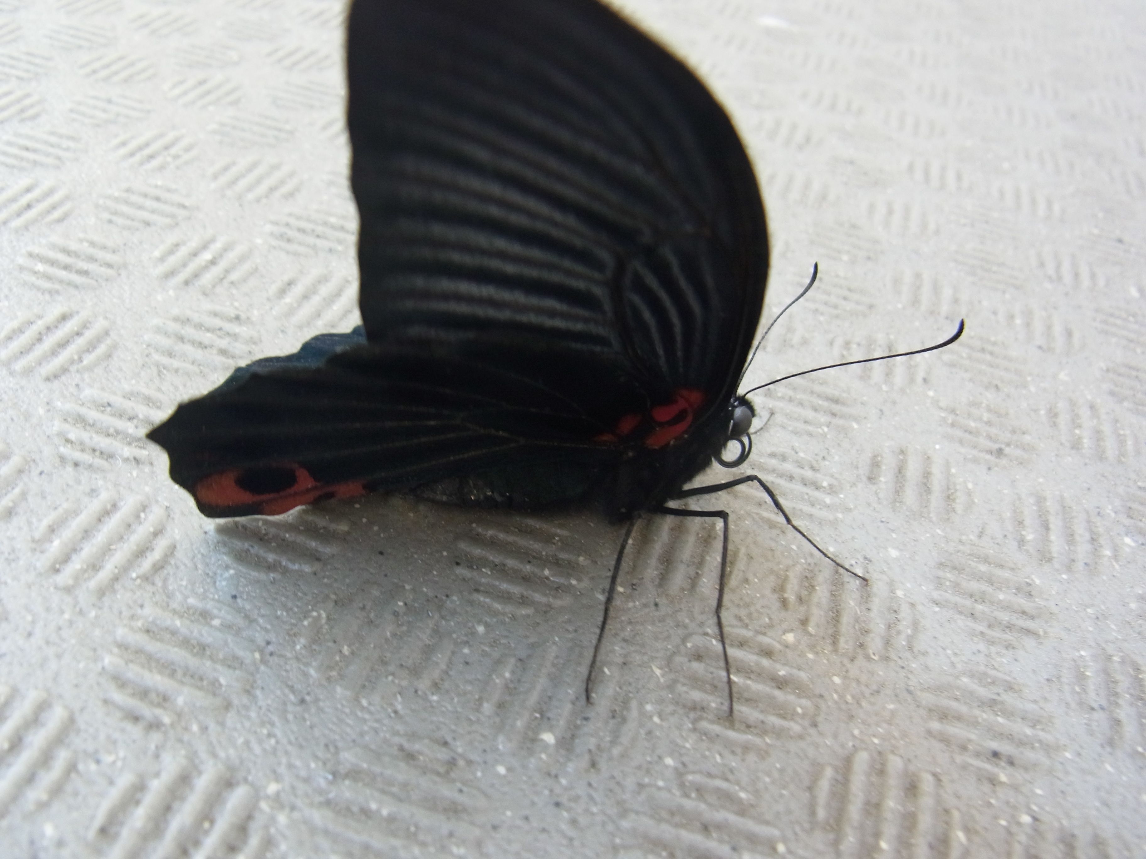 ナガサキアゲハ Papilio memnon | 夢みるきのこ - 楽天ブログ
