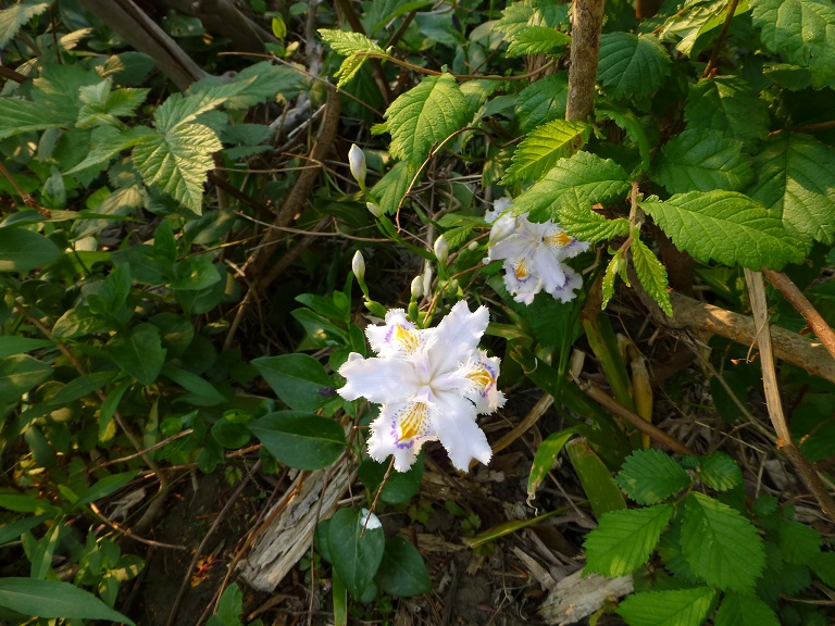 P1160486.jpg