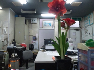 事務所の花