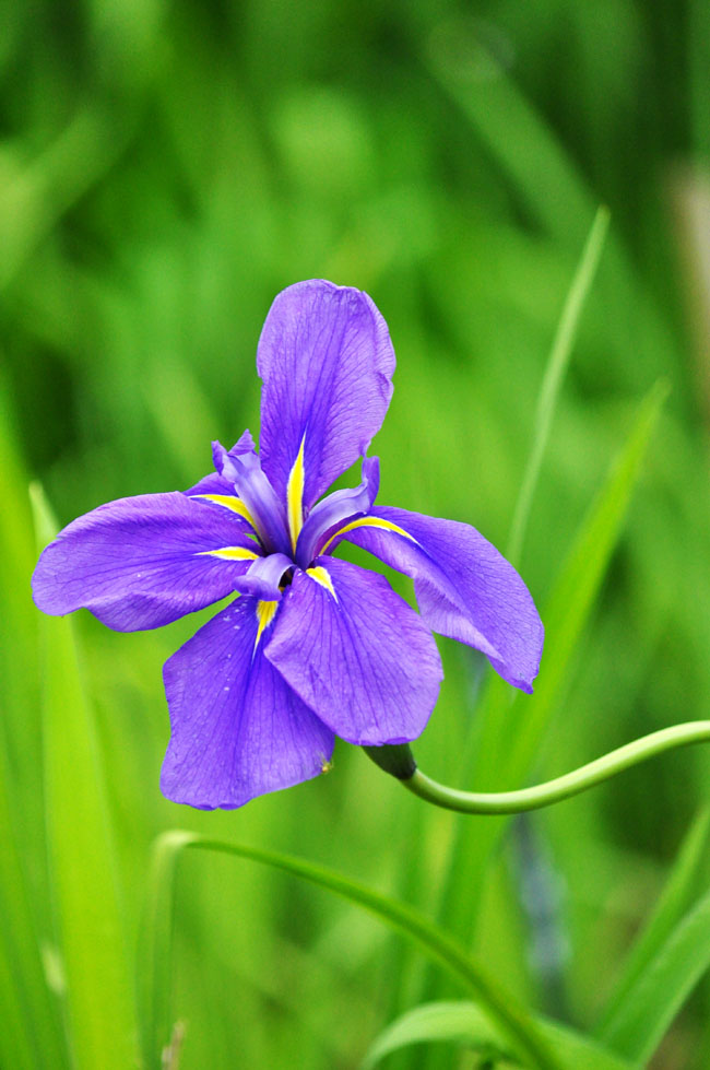 花１