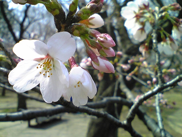 代々木公園0402-2