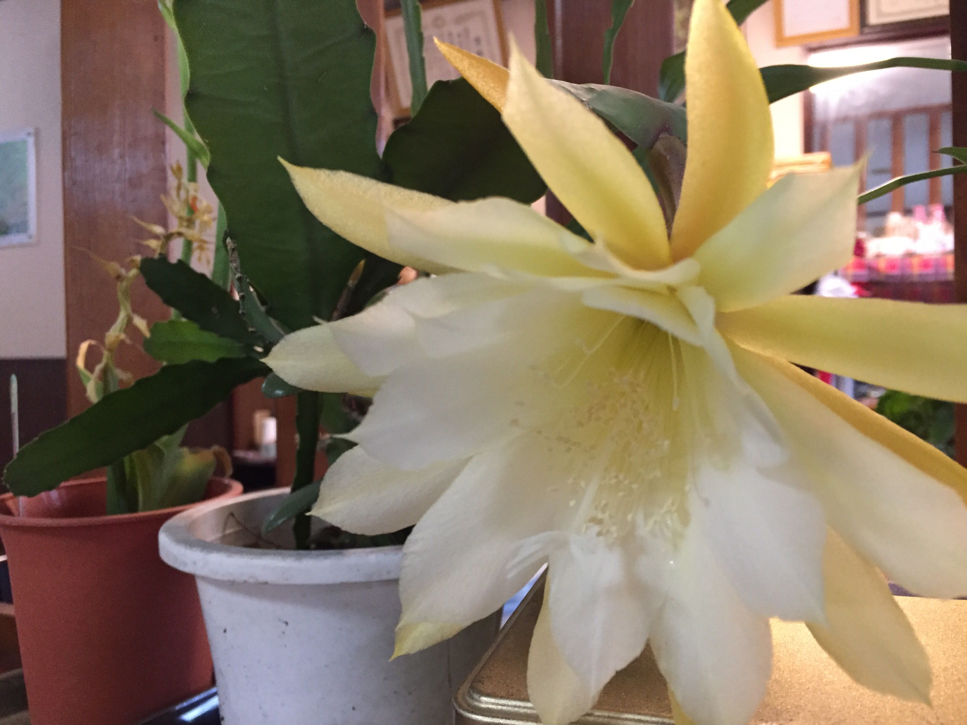 梁山泊の花たち♪ 秩父の小鹿野温泉旅館 梁山泊のブログ 楽天ブログ