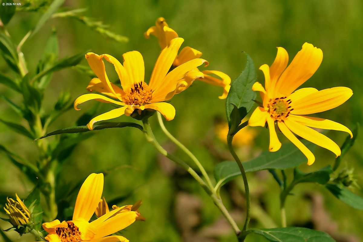 キクイモ（菊芋、キク科）