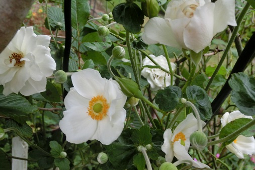 シュウメイギク白