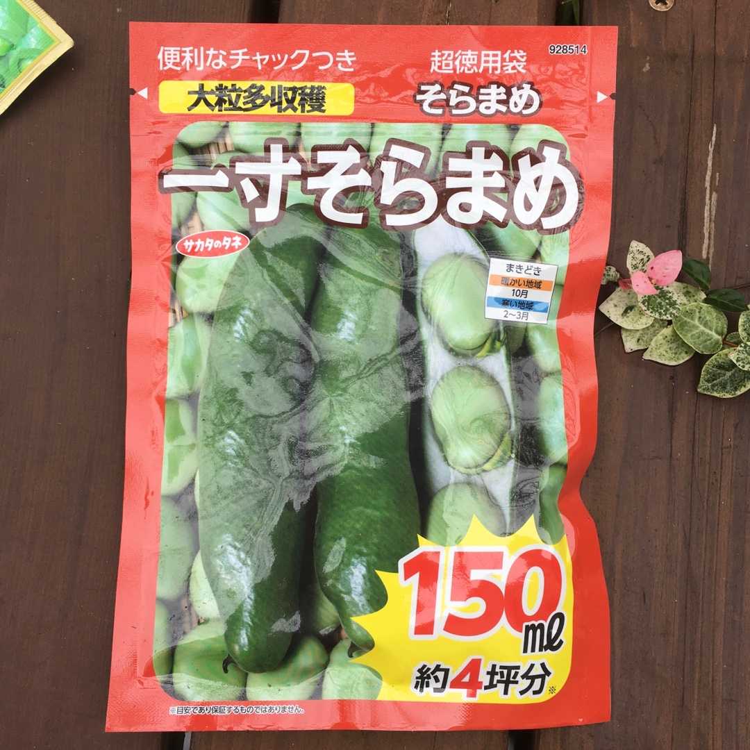 ソラマメの種蒔き Futtutyの菜園ブログ 楽天ブログ