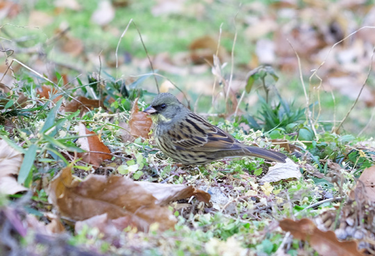 DSCF2486.jpg