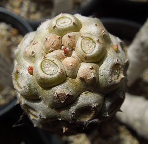 ベネニフィカ3-13-1