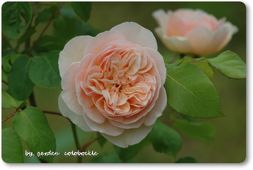 アンブリッジローズ