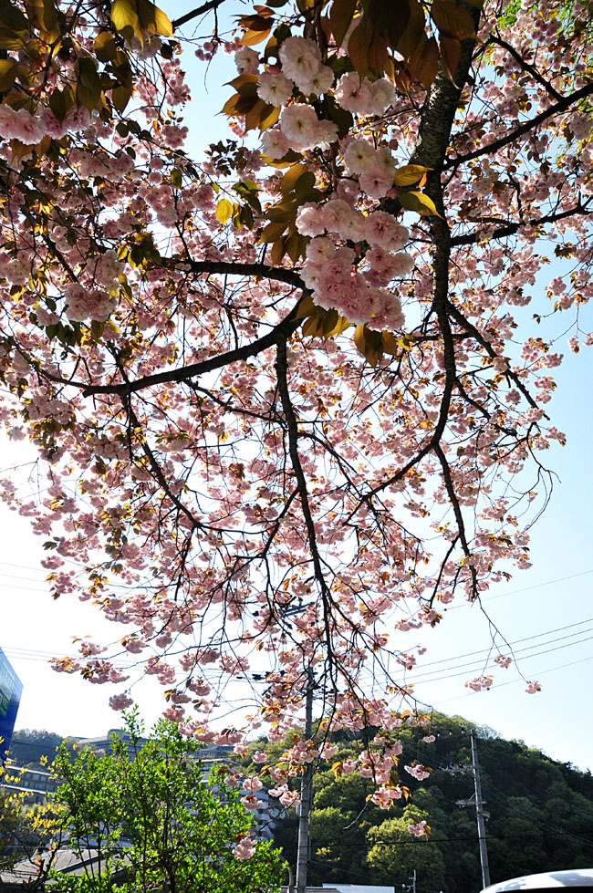 桜