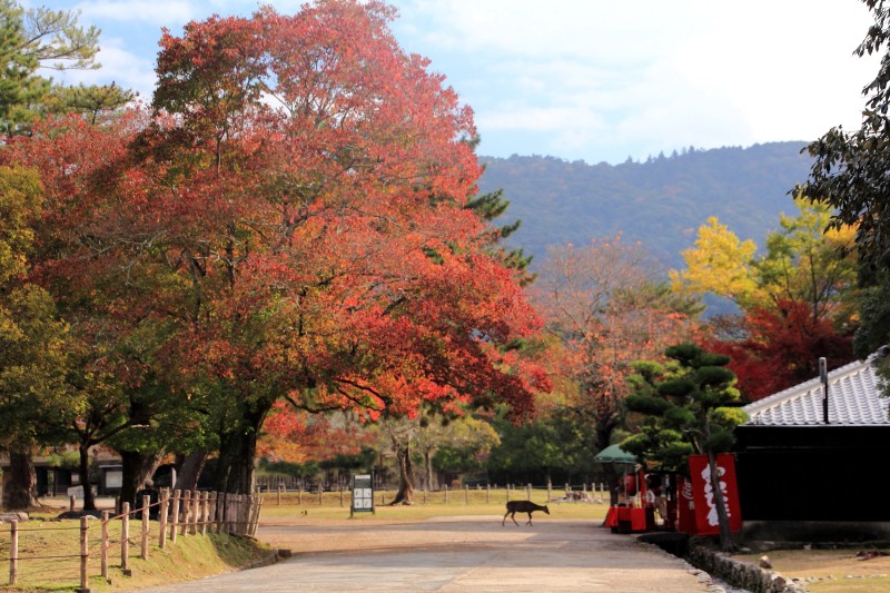 奈良公園の紅葉_003.jpg