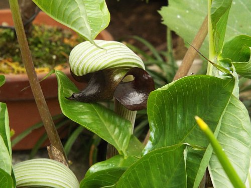 musasiabumi-2-b.jpg