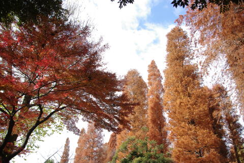 井の頭恩賜公園の紅葉