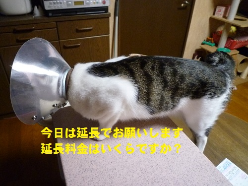 P1050240.jpg