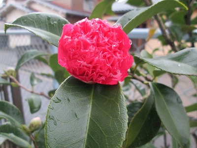 IMG_2657.jpg