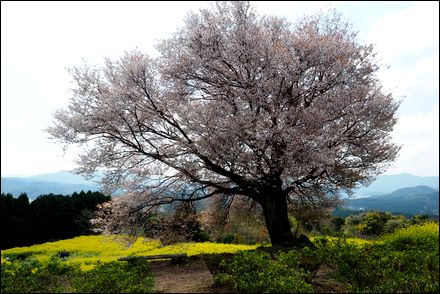 馬場の桜E-M1140402