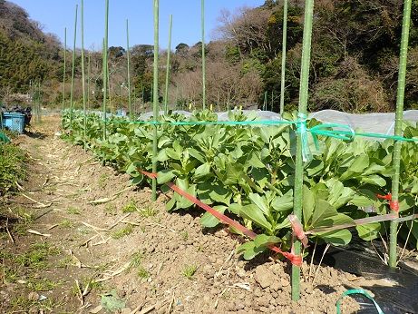 ソラマメ整枝と支柱立て 葉山農園 2月下旬 暇人主婦の家庭菜園 楽天ブログ