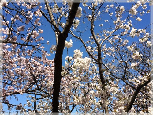 フラワーセンター大船植物園の八重桜