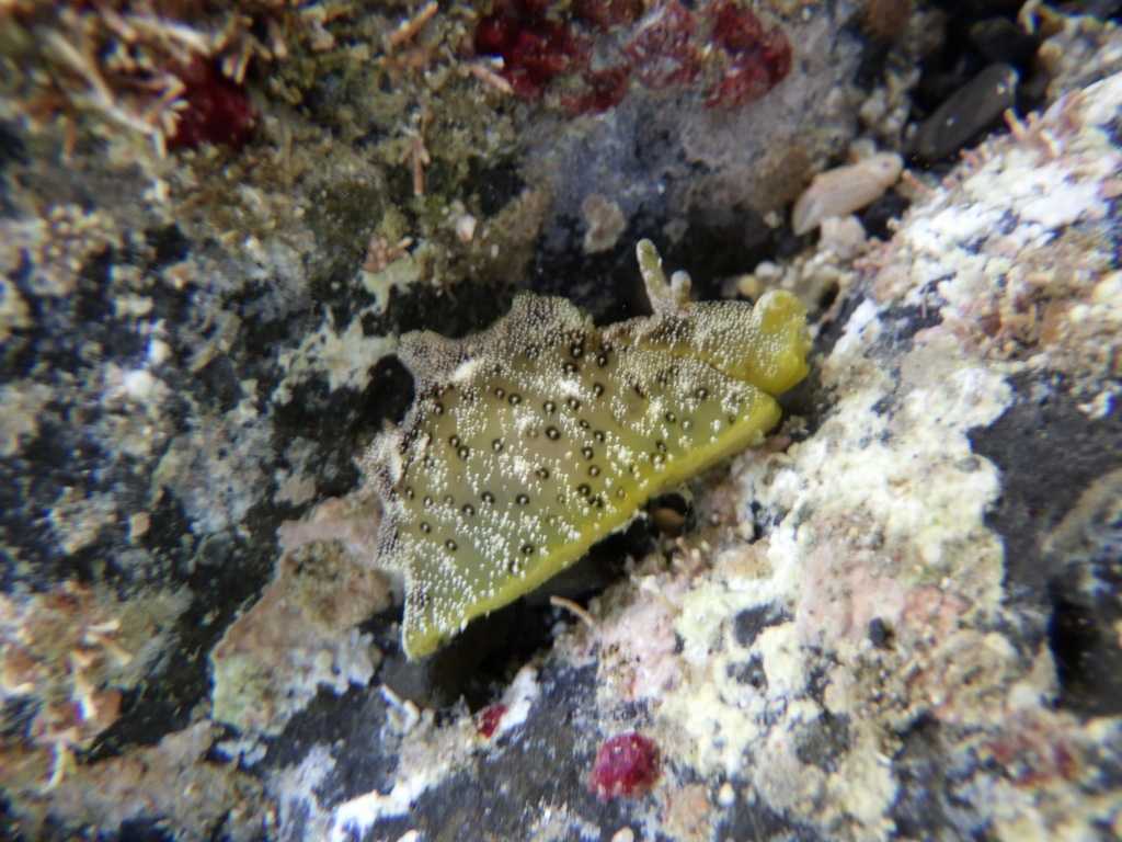 串本磯採集2023年8月上旬25　ミドリアメフラシ（Aplysia oculifera）