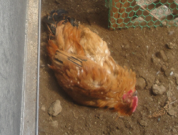 2013/03/28(2)