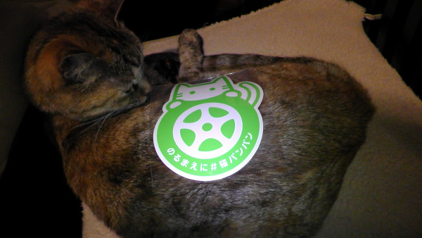 猫に「のるまえに #猫バンバン」ステッカーを貼る