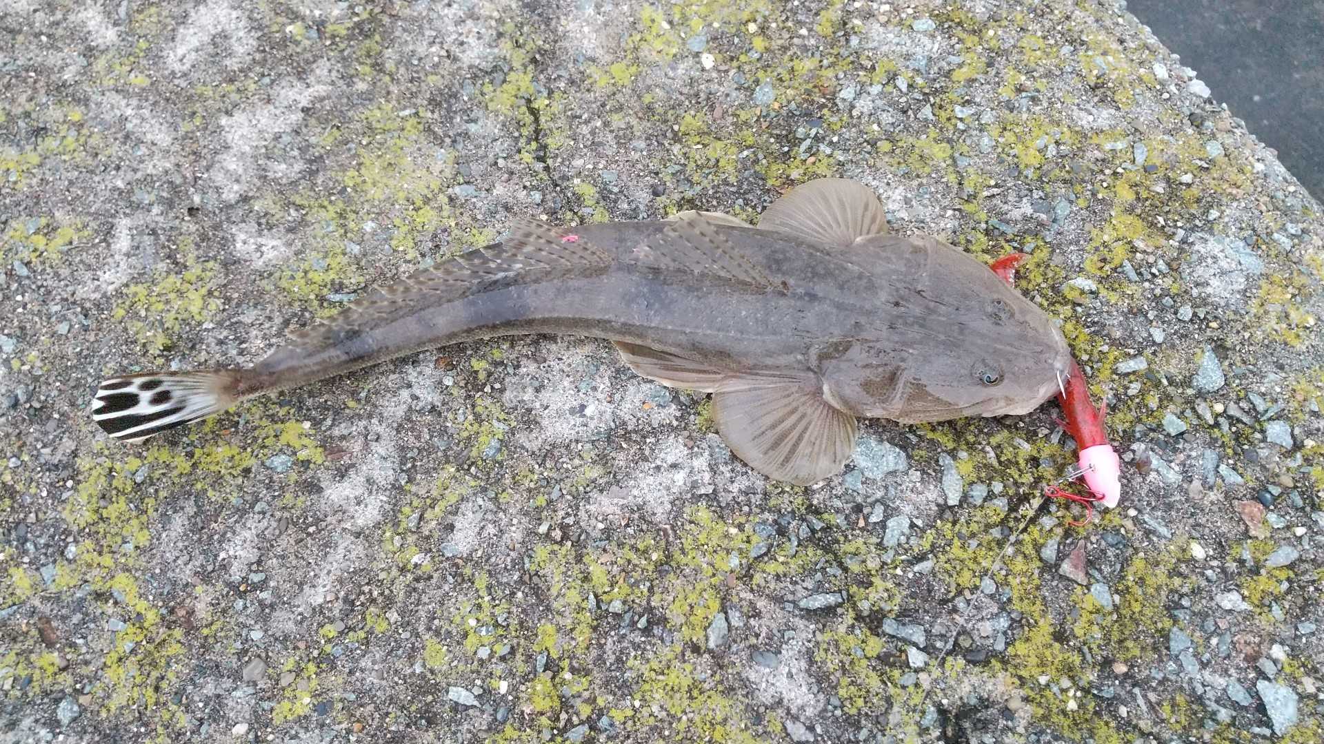 ヒラメ釣り 佐渡の生活 楽天ブログ