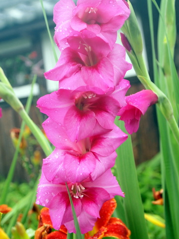 グラジオラスの花