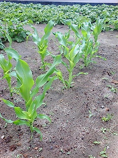 20120502131737.jpg