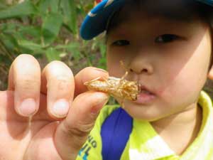 セミの抜け殻げっと