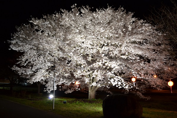 桜ライトアップ