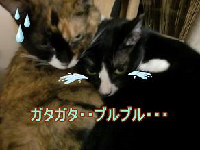 はち　がたがた.JPG