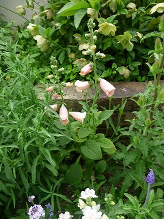 P1020935ss.jpg