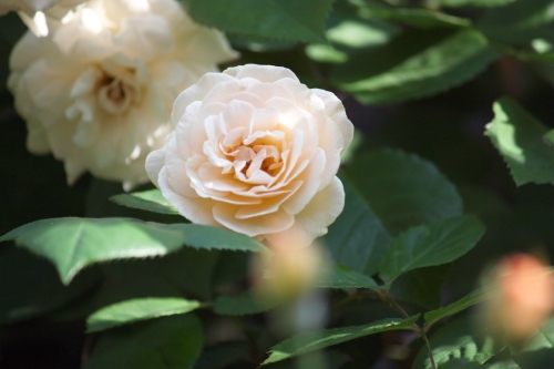 20160518004.JPG