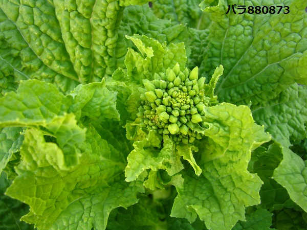 IMG_0422 - コピー.JPG