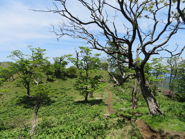 丹沢登山（3）丹沢山山頂→蛭ヶ岳山頂 | 星とカワセミ好きのブログ - 楽天ブログ