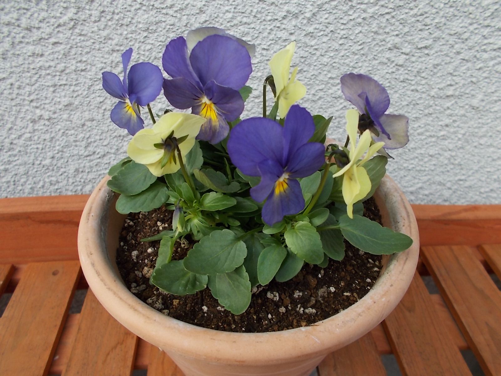 もう１つビオラの苗を買いました バラを咲かせることが好き 楽天ブログ