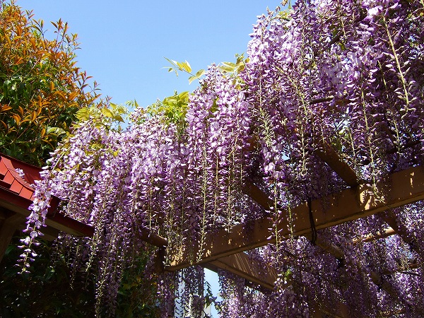 金蛇水神社の藤の花２